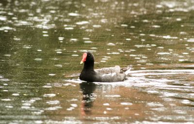 Duck swimming in lake