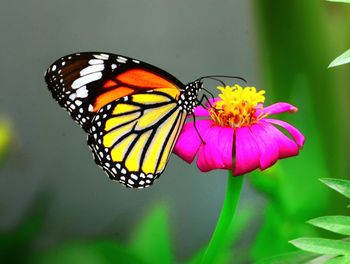 Close-up of butterfly pollinating on yellow flower