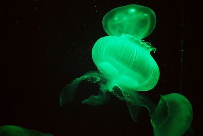 Close-up of jellyfish swimming in sea