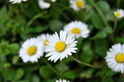 Close-up of white flowers blooming outdoors