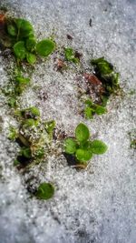 Close-up of plant