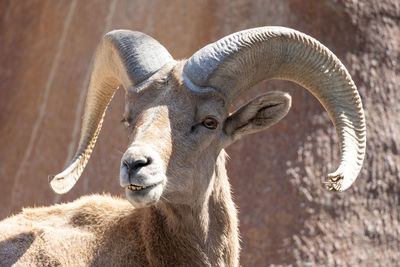 bighorn