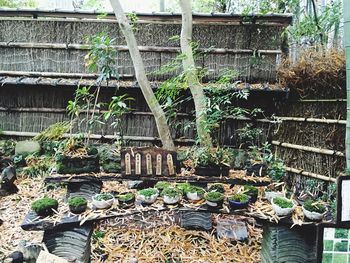 Potted plant on wall