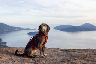 Dog standing in mountains against sky