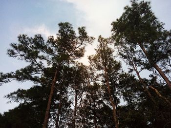 Low angle view of trees against sky