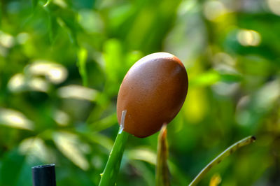 Close-up of apple on tree