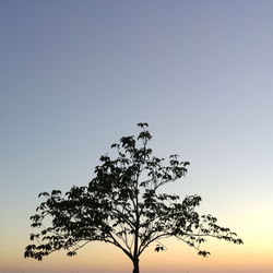 High section of tree against sky