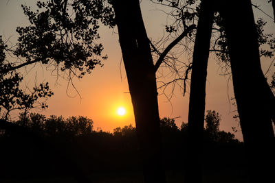 Silhouette trees against sky during sunset