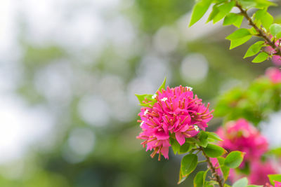 Pink bougainvillea flower on blurred nature background