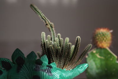 Close-up of succulent plant