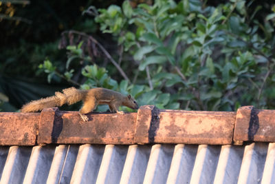 Close-up of squirrel