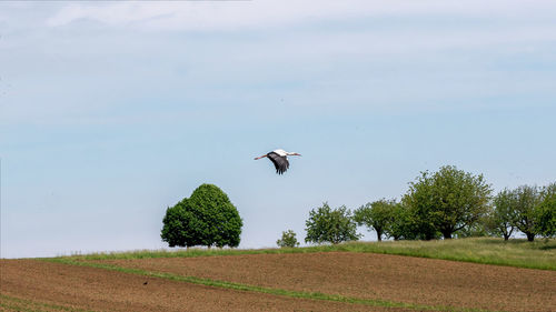 Bird flying over field against sky