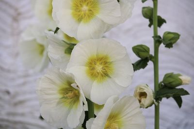 Close-up of white flowering plant