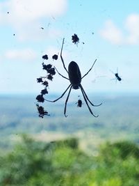 Close-up of spider on web