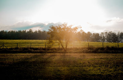 Trees on field against sky during sunset