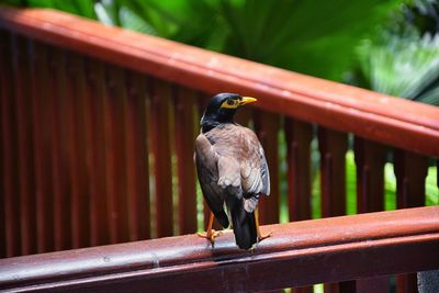 Close-up of bird perching on railing