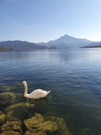 Swan swimming in lake against sky