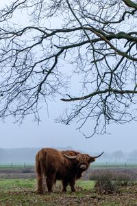 View of a highland cow on field