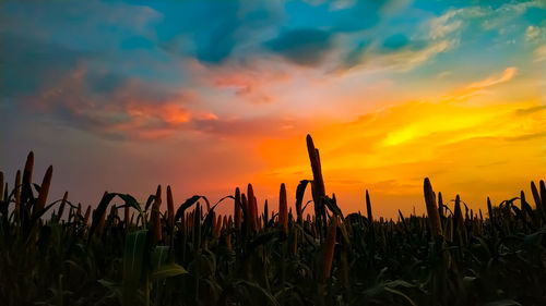 Crops growing on field against sky during sunset