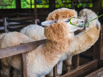 Close-up of alpaca in pen