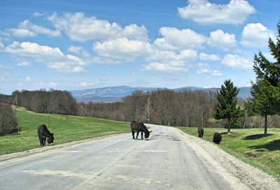 Rear view of cow on road against sky