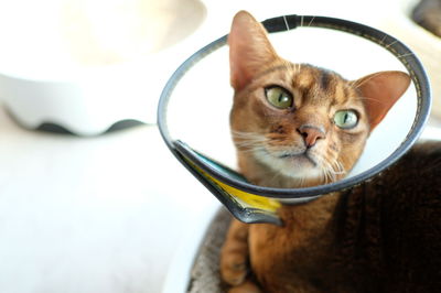 Close-up portrait of a cat