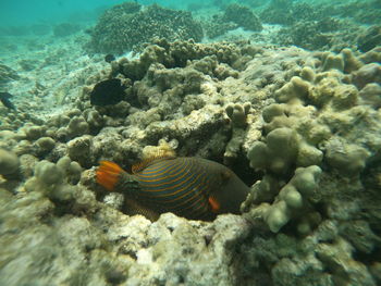 High angle view of fish swimming in sea