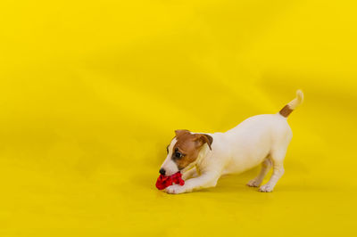Dogs with dog against yellow background
