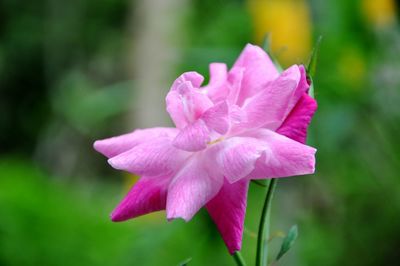 Close-up of pink flower