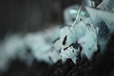 Close-up of spider on web