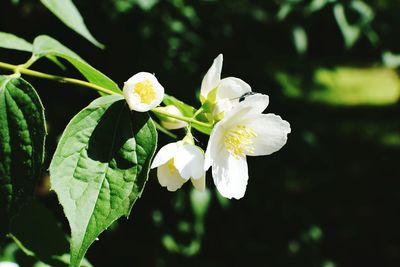 Close-up of white flowers blooming outdoors