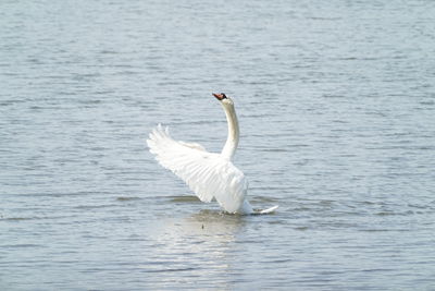 White swan in a lake
