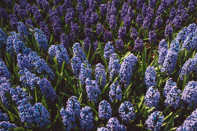 Close-up of purple flowering plants on field