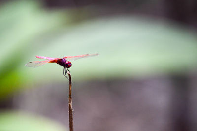 Close-up of red dragonfly on plant