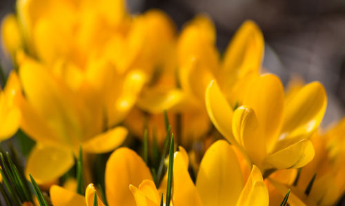 Close-up of yellow flowers blooming outdoors