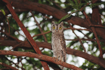 Low angle view of lizard on tree