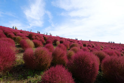 Flowers on landscape against cloudy sky