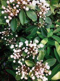 Close-up of white flowers