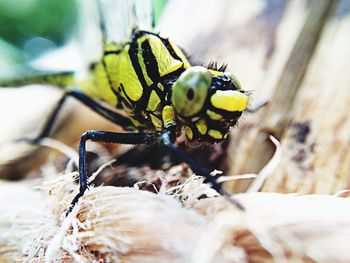 Close-up of insect