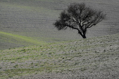 Bare tree on landscape against the sky
