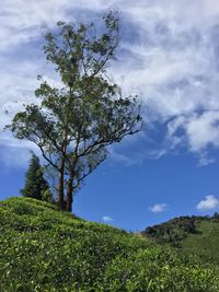 Trees on field against cloudy sky