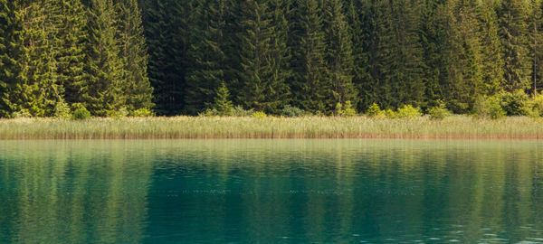 Scenic view of lake in forest