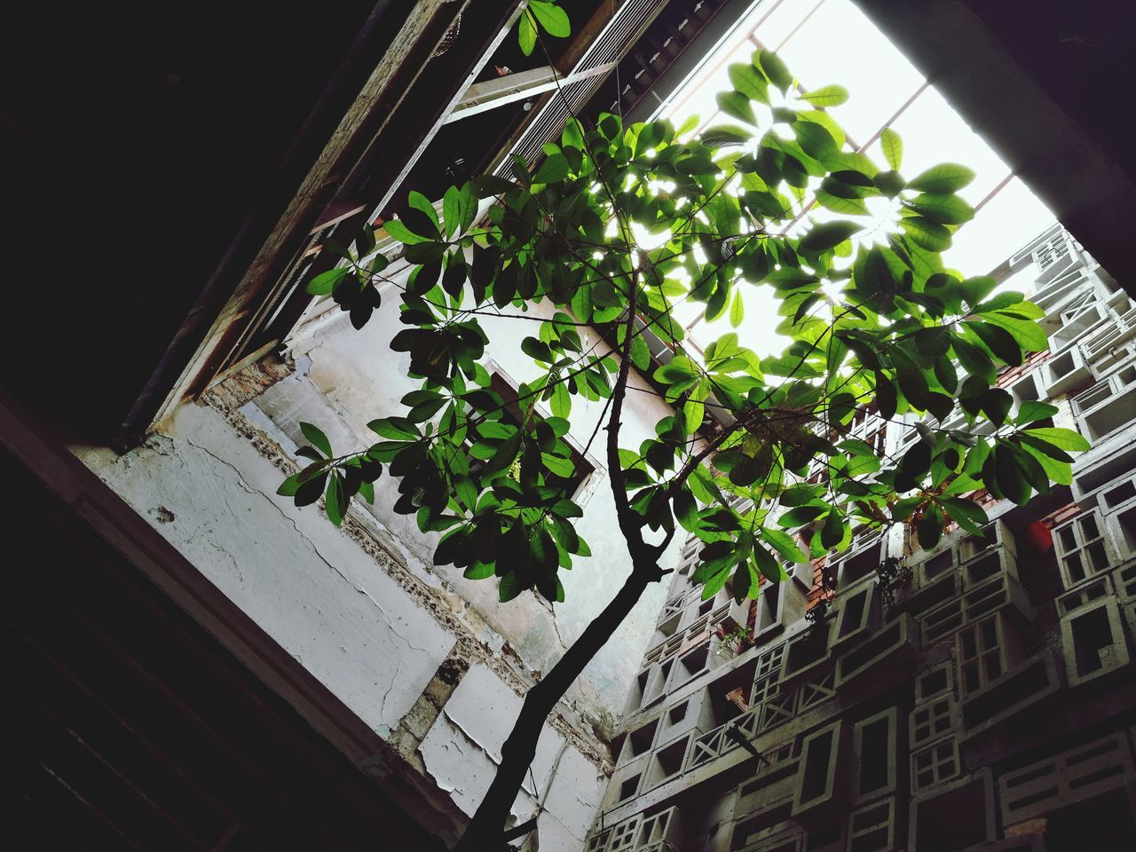 growth, plant, built structure, architecture, nature, building exterior, no people, low angle view, leaf, green color, indoors, city, day, fragility, tree, ivy, greenhouse