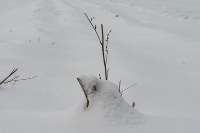 Snow covered landscape