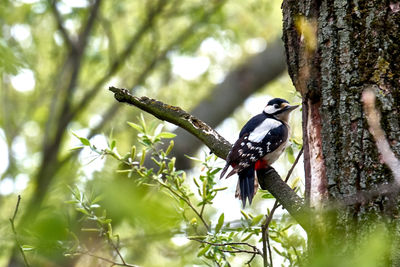 Bird perching on a tree