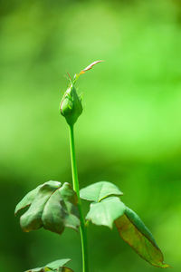 Close-up of green plant