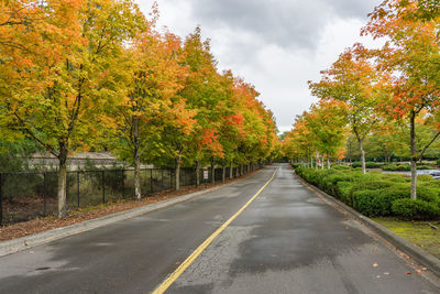 Autumn colors on roadside tree at gene coulon park in renton, washington.