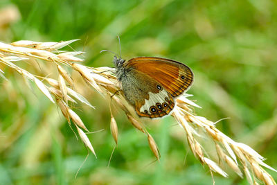 Close-up of butterfly pollinating flower