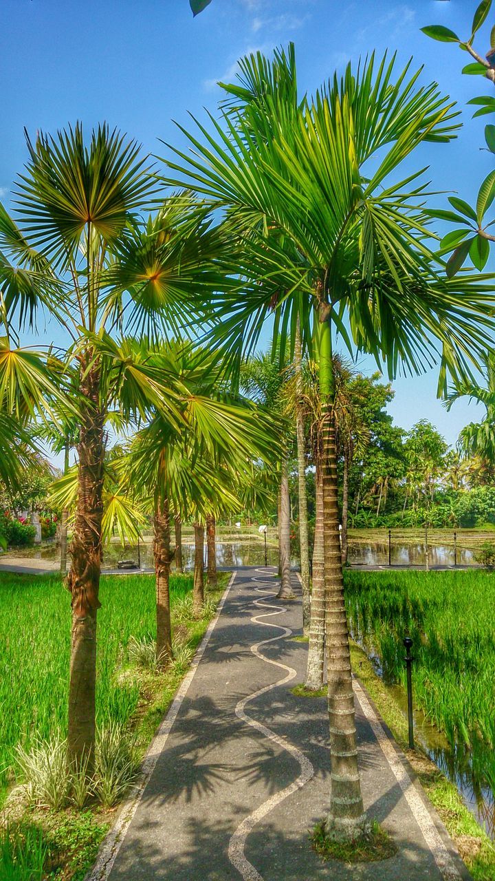 tree, tranquility, green color, grass, growth, tranquil scene, nature, palm tree, the way forward, footpath, shadow, tree trunk, sunlight, beauty in nature, scenics, park - man made space, clear sky, blue, sky, landscape