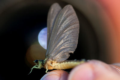 Close-up of butterfly on hand